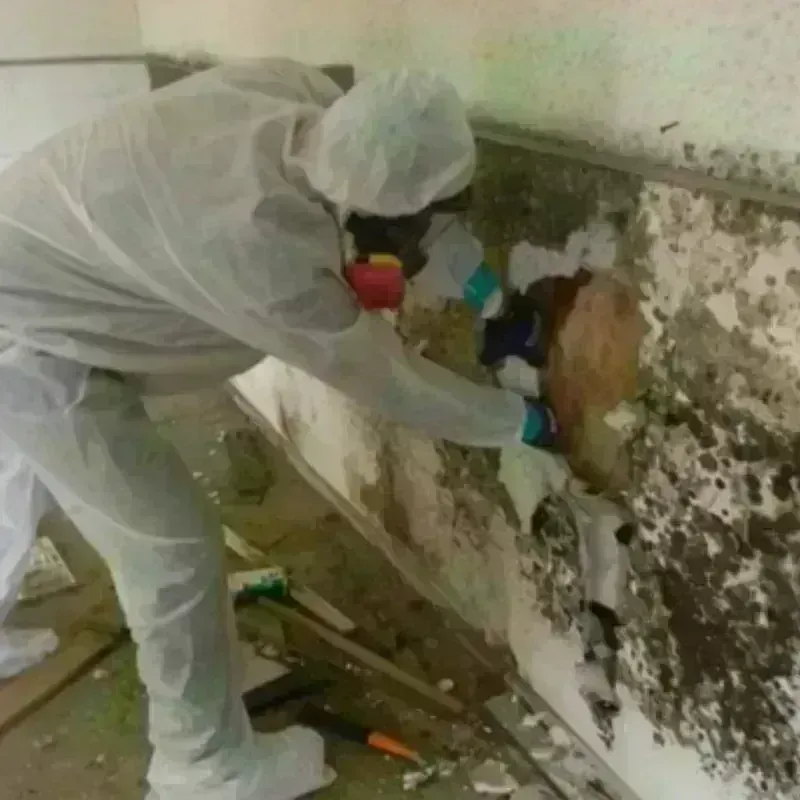 Mold Remediation and Removal in Adjuntas, PR